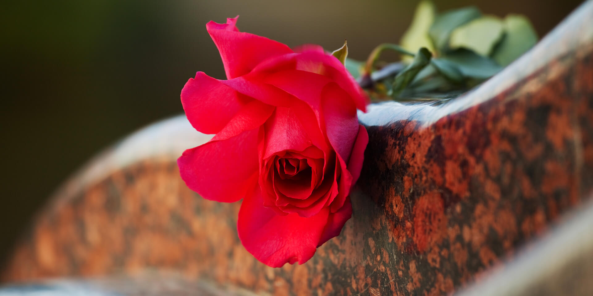 Rose auf einem Grabstein